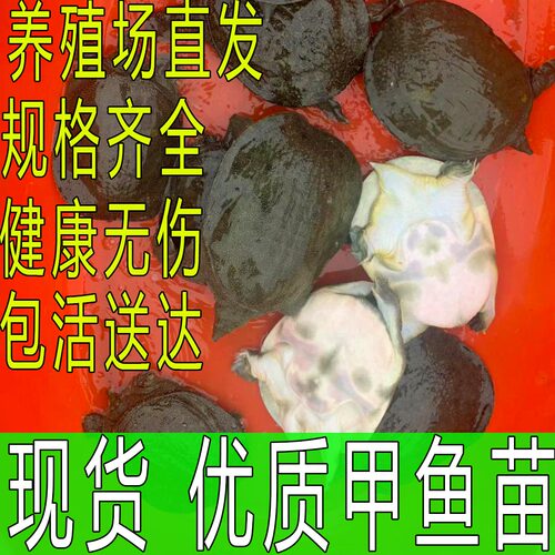 适合放养的小甲鱼苗包活送到