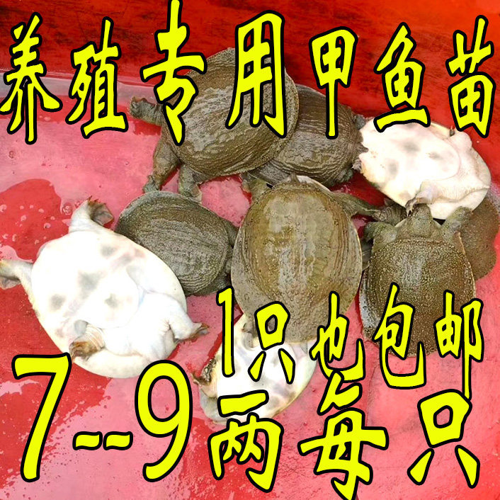 冷水放养外塘小甲鱼苗活体鲜活水鱼中华鳖苗小食用套养散养