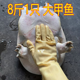 8斤大甲鱼活体鲜活 超大甲鱼 精品老甲鱼中华鳖水鱼团鱼大王八