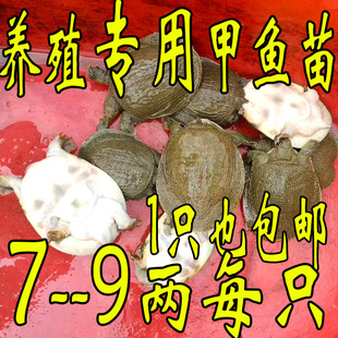 外塘鲜活小甲鱼苗小 冷水放养小甲鱼苗卤味麻辣小甲鱼中华鳖苗