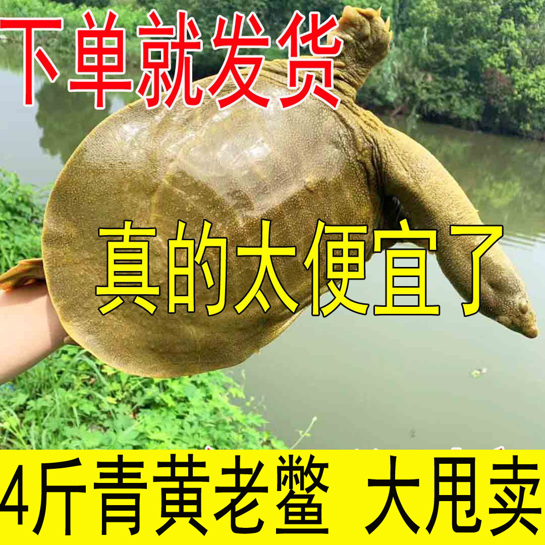 4斤青黄色大公甲鱼活体鲜活 外塘食用滋补母鱼水鱼团鱼中华鳖