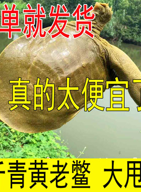 五皇冠店铺4斤鲜活大甲鱼大促销