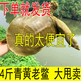 4斤青黄色大公甲鱼活体鲜活 外塘食用滋补母鱼水鱼团鱼中华鳖