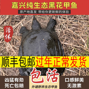 黑花公甲鱼 太湖花鳖新鲜活甲鱼中华鳖食用 生态放养黑色甲鱼斑点