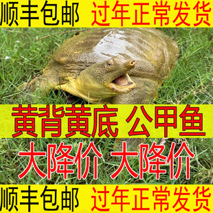 青黄色 公甲鱼活体新鲜活生态中华老母鳖水鱼团鱼食用王八