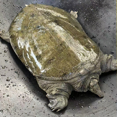 14年老店产地优选好甲鱼