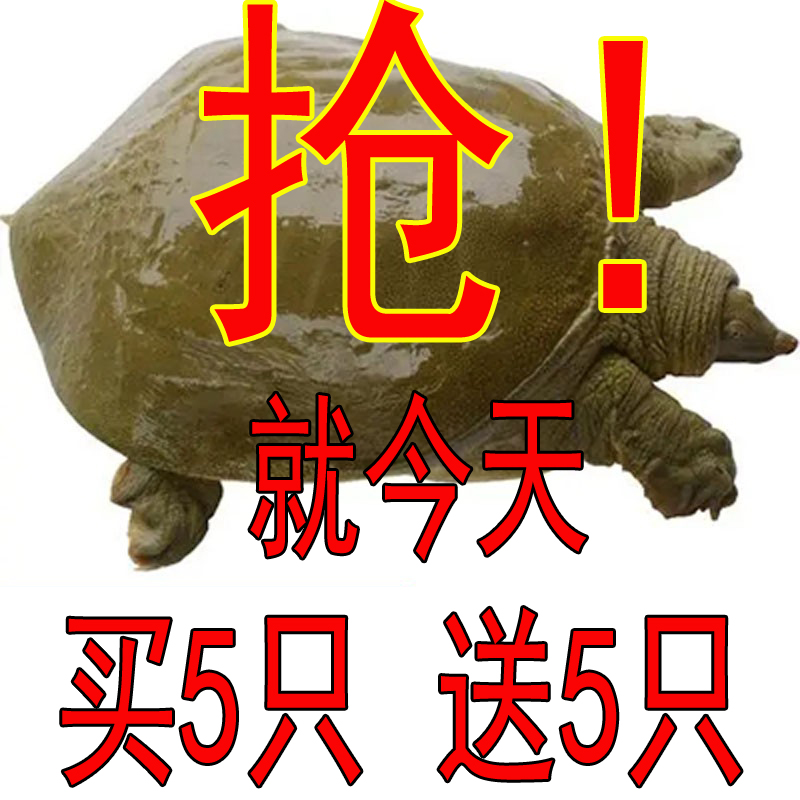 14年老店做活动甲鱼买5只送5只