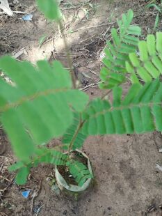 正宗广东鸡骨草种苗种子颜色为褐色叶子有毛绒（杯苗包活）