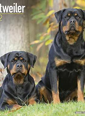 【预订】Rottweiler 2022 Wall Calendar 9781839412066