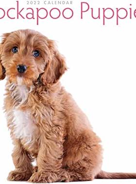 【预订】Cockapoo Puppies Mini Square Wall Calendar 2022 9781529816396