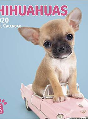 【预售】Chihuahuas 2020 Square Wall Calendar
