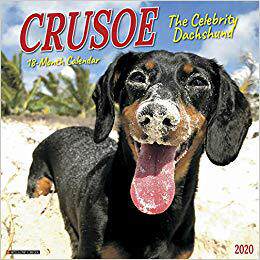 【预售】Crusoe the Celebrity Dachshund 2020 Wall Calendar (Dog Breed Calendar)