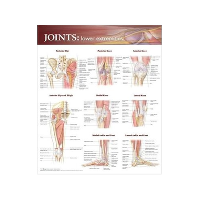 [预订]Joints of the Lower Extremities Anatomical Chart 9780781786638