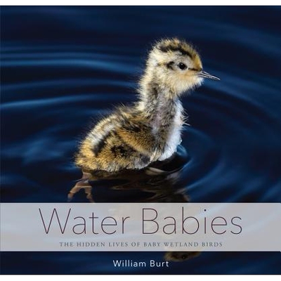 预订 Water Babies: The Hidden Lives of Baby Wetland Birds 水宝宝：湿地小鸟的隐藏生活: 9781581573053