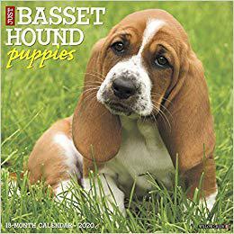 【预售】Just Basset Hound Puppies 2020 Wall Calendar (Dog Breed Calendar)