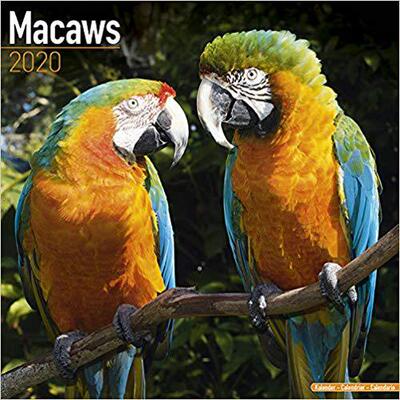 【预售】Macaws Calendar 2020