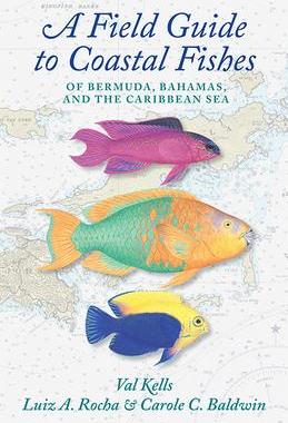[预订]A Field Guide to Coastal Fishes of Bermuda, Bahamas, and the Caribbean Sea 9781421444680