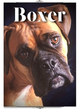 预订 Boxer: Dog breed overview and guide 拳师犬：犬种概述和指南: 9798396318472