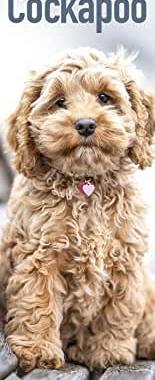 【预订】Cockapoo 2022 Slim Calendar 9781839413384