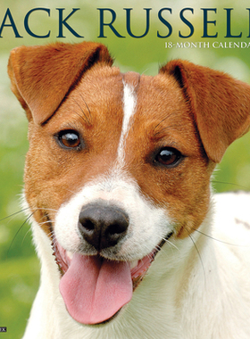 【预订】Just Jack Russells 2022 Wall Calendar (Dog Breeds) 9781549218538