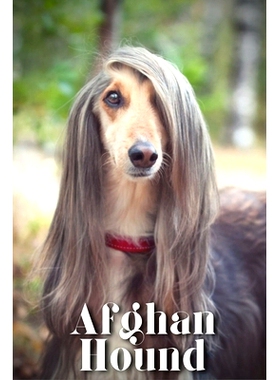 预订 Afghan Hound: Dog breed overview and guide: 9798864516546