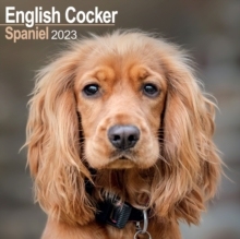 【预订】English Cocker Spaniel 2023 Wall Calendar 9781839417030