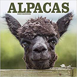【预售】Alpacas Calendar 2020