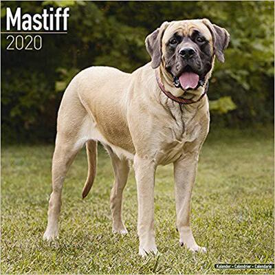 【预售】Mastiff Calendar 2020