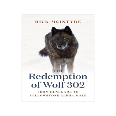 302号狼的救赎 黄石公园 狼王四部曲系列3 英文原版 The Redemption of Wolf 302: From Renegade to Yellowstone Alpha Male