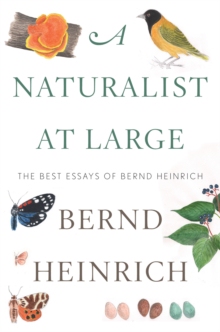 【预订】A Naturalist at Large: The Best Essays of Bernd Heinrich