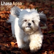 【预订】Lhasa Apso 2023 Wall Calendar 9781839417283