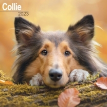 【预订】Collie 2023 Wall Calendar 9781839416941