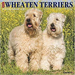 【预售】Just Wheaton Terriers 2020 Wall Calendar (Dog Breed Calendar)