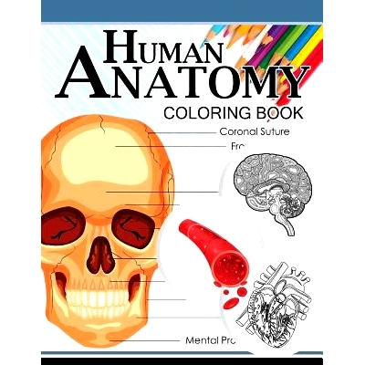 预订 Human Anatomy Coloring Book: Anatomy & Physiology Coloring Book 3rd Edtion: 9781537715728