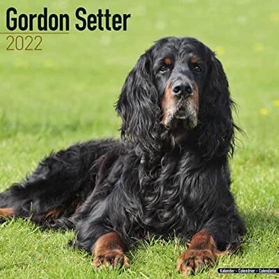 【预订】Gordon Setter 2022 Wall Calendar 9781839411724
