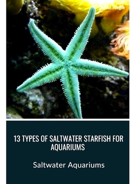 预订 13 Types of Saltwater Starfish for Aquariums: Saltwater Aquariums: 9798876236418