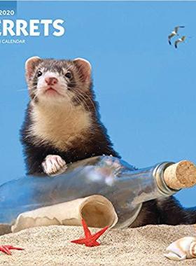 【预售】Ferrets 2020 Square