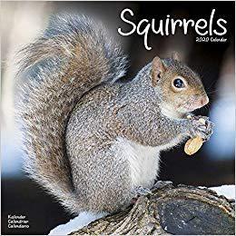 【预售】Squirrels Calendar 2020