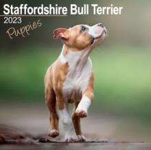 【预订】Staffordshire Bull Terrier Puppies 2023 Wall Calendar 9781839417795