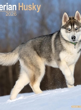 现货 西伯利亚雪橇犬2026年挂历 哈士奇 进口日历 英文原版 动物摄影 宠物写真 二哈 Siberian Husky 2026 Wall Calendar