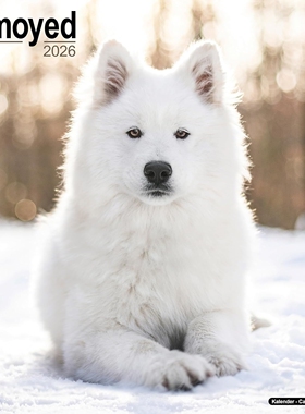 现货 萨摩耶犬2026年挂历 英文原版 进口日历 宠物摄影 狗狗写真 Samoyed Calendar Square Dog Breed Wall Calendar