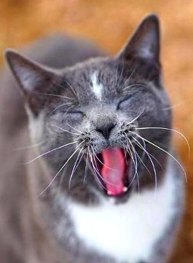 预订 Colorado Barn Cats - Skunk and Chauncey: 9780578440668