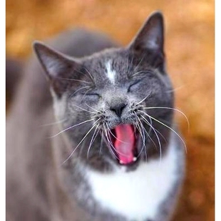 Cats Barn Skunk and 9780578440668 预订 Chauncey Colorado