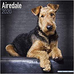 【预售】Airedale Calendar 2020