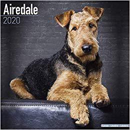 【预售】Airedale Calendar 2020