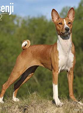 【预订】Basenji 2022 Wall Calendar 9781839411298