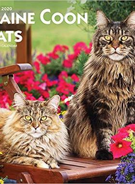 【预售】Maine Coon Cats 2020 Square