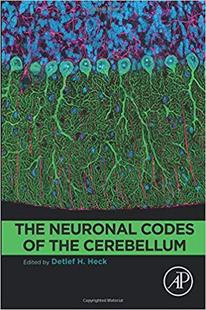 Neuronal The 预订 Cerebellum the Codes