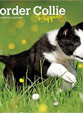 【预售】Border Collie Puppies 2020 Mini 7x7