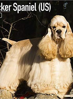 【预售】Cocker Spaniel (US) Calendar 2020